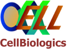Cell biologics - Cell biologics常用产品